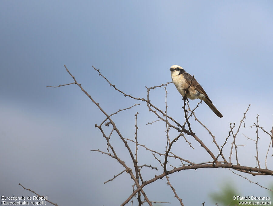 Northern White-crowned Shrikeadult, identification