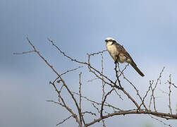 Northern White-crowned Shrike