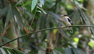 Silver-breasted Broadbill