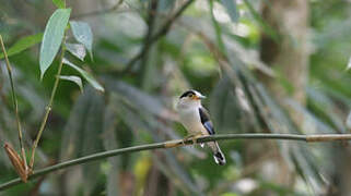 Silver-breasted Broadbill