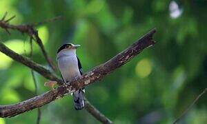 Silver-breasted Broadbill