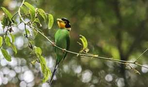 Long-tailed Broadbill