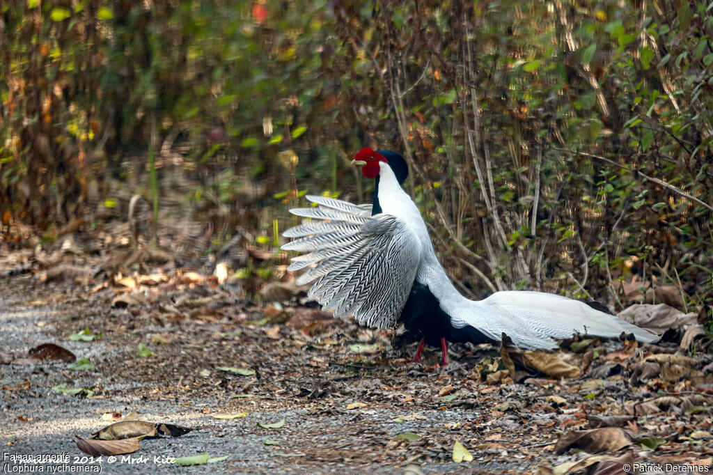 Silver Pheasant