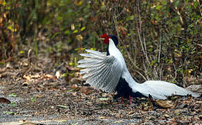 Silver Pheasant