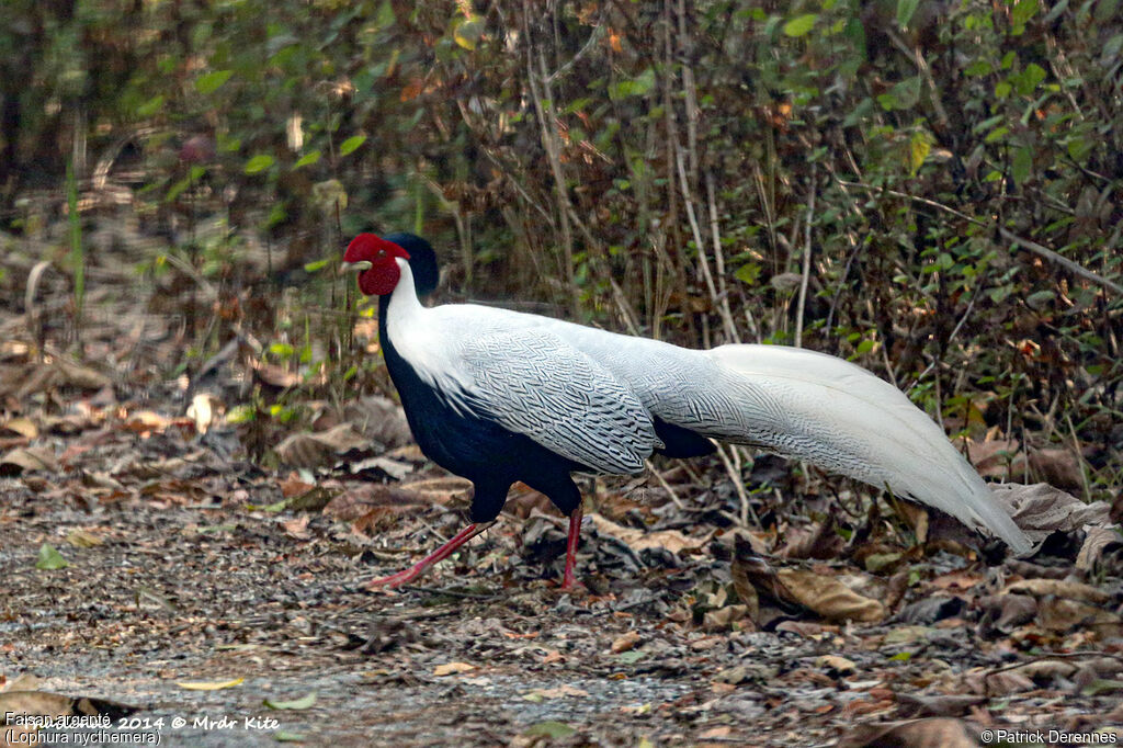 Silver Pheasant