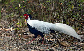 Silver Pheasant