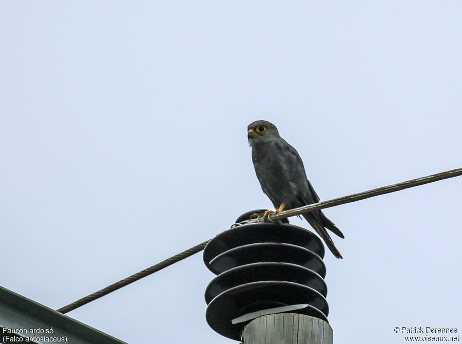 Grey Kestreladult, identification