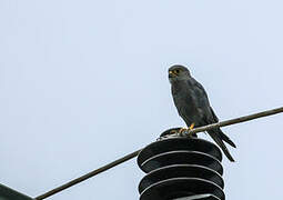 Grey Kestrel