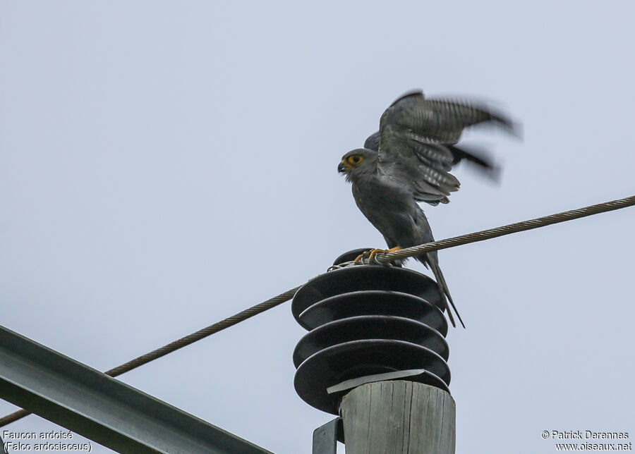 Grey Kestreladult, Flight