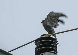 Grey Kestrel