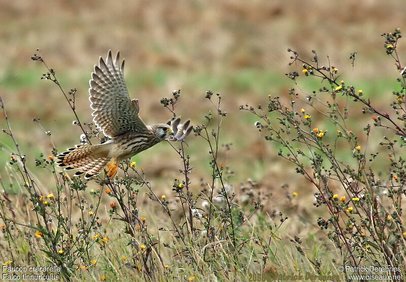 Common Kestrel