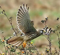 Common Kestrel