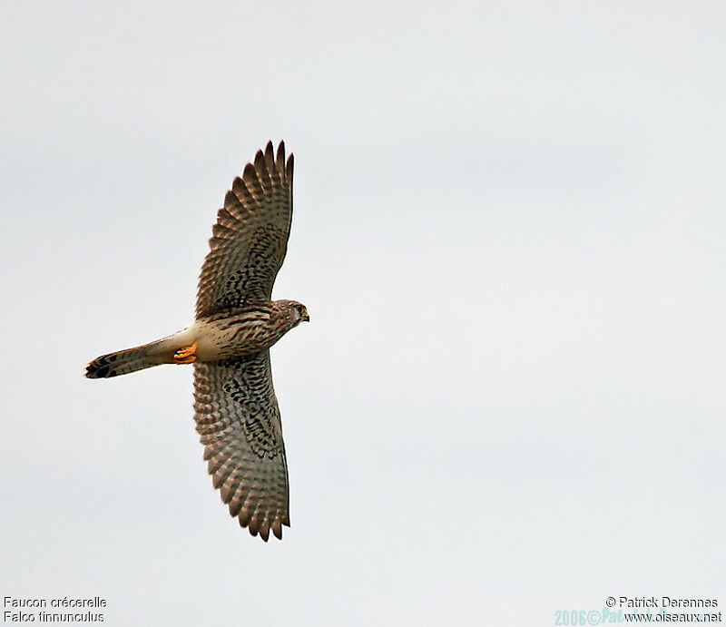 Common Kestrel