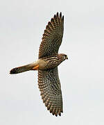 Common Kestrel