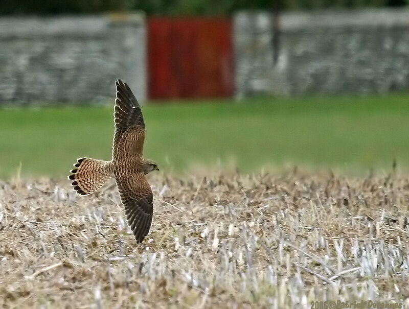 Common Kestrel