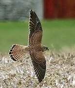 Common Kestrel