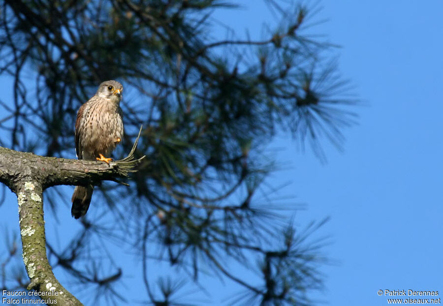 Common Kestrel