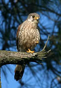 Common Kestrel