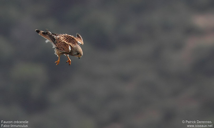 Common Kestrel, Flight, Behaviour