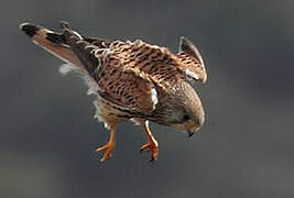 Common Kestrel