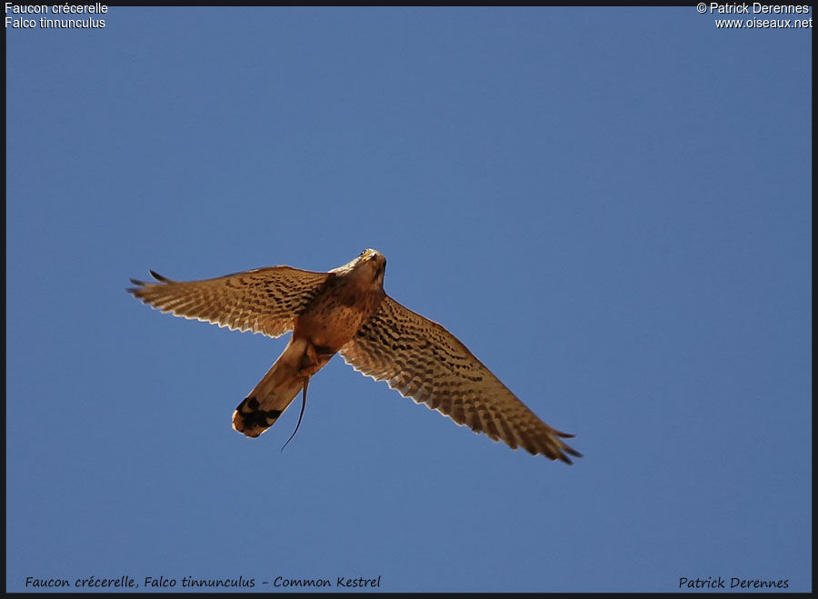 Common Kestrel, identification, Flight, Behaviour