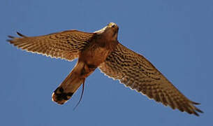 Common Kestrel