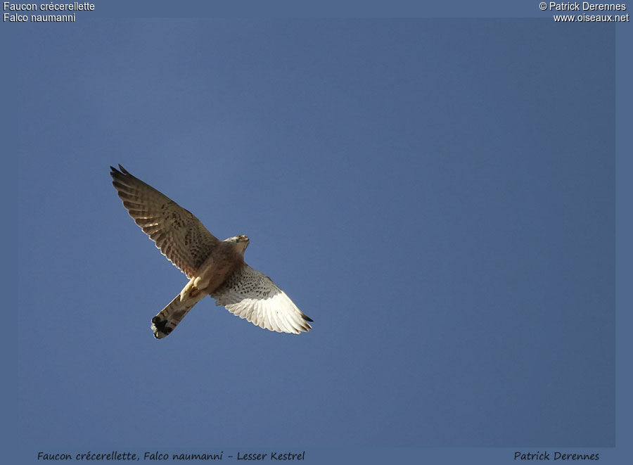 Lesser Kestrel