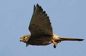 Lesser Kestrel