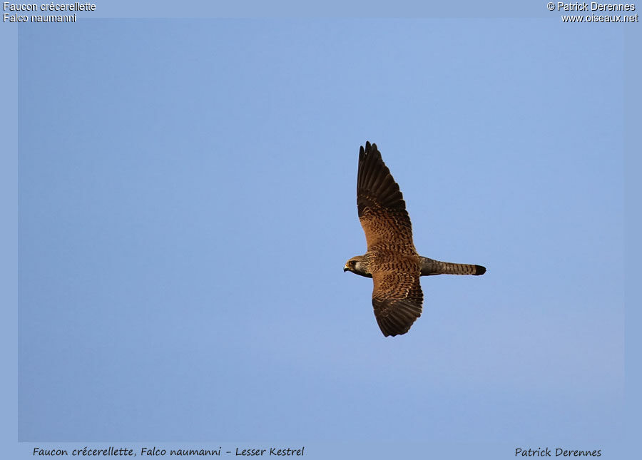 Lesser Kestrel