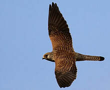 Lesser Kestrel