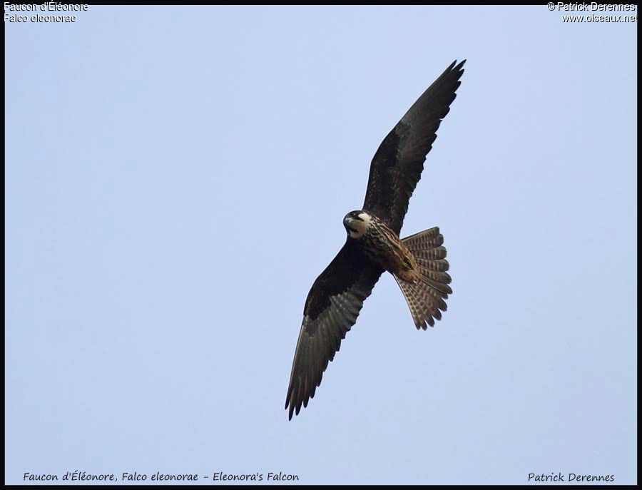 Eleonora's Falconadult, Flight