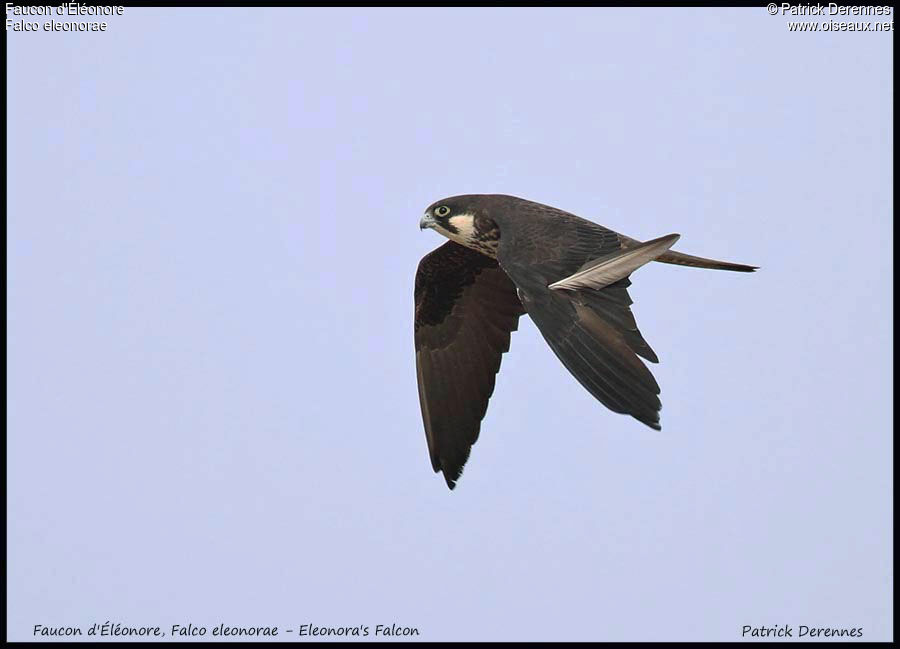 Eleonora's Falconadult, Flight