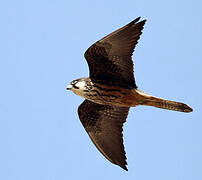 Eleonora's Falcon