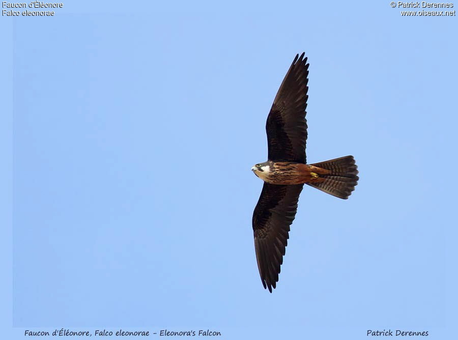 Eleonora's Falconadult, Flight