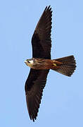 Eleonora's Falcon