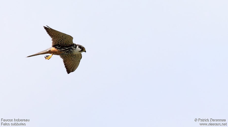 Eurasian Hobby, Flight