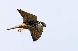 Eurasian Hobby