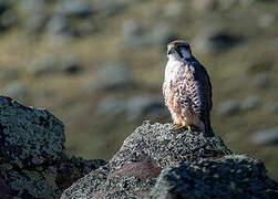 Lanner Falcon