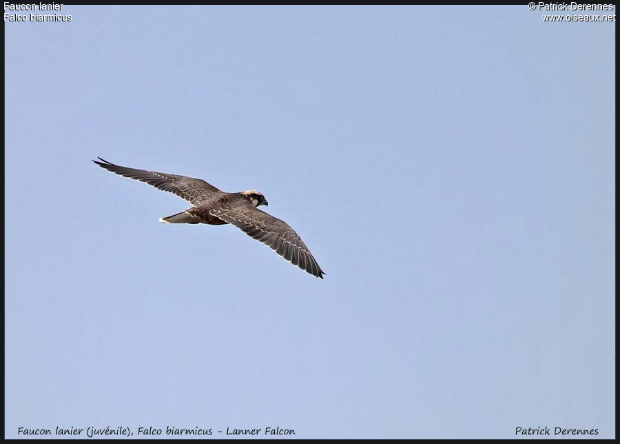 Lanner Falcon, Flight