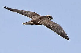 Lanner Falcon