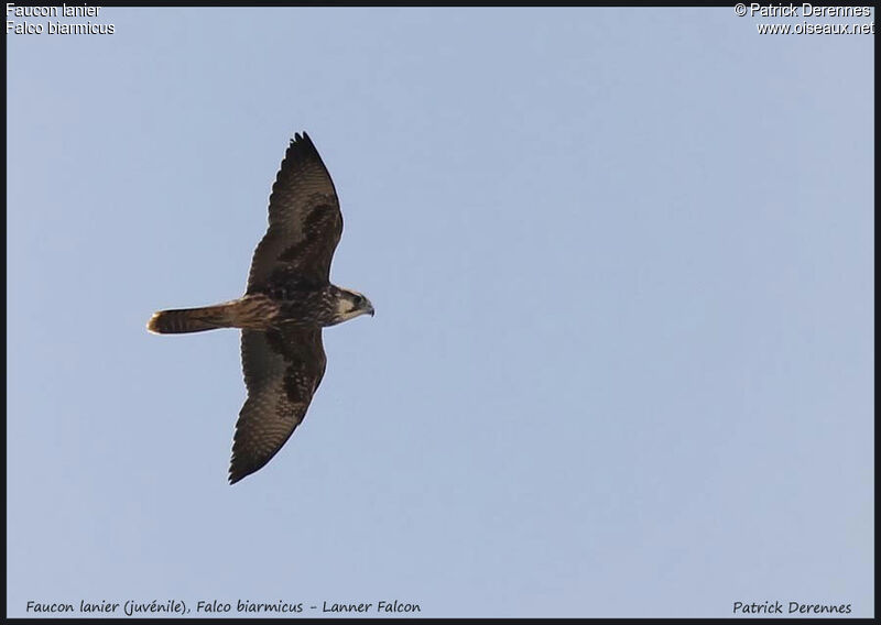 Lanner Falcon, Flight