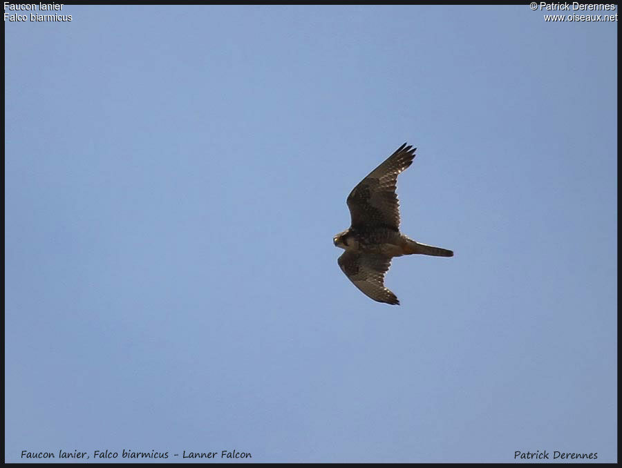 Lanner Falcon, Flight