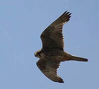 Lanner Falcon