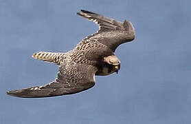 Lanner Falcon