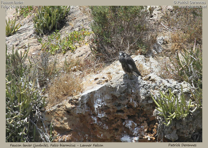 Lanner Falconjuvenile, identification