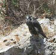 Lanner Falcon