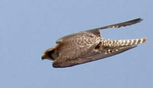 Lanner Falcon