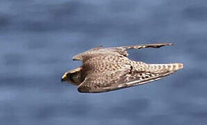 Lanner Falcon