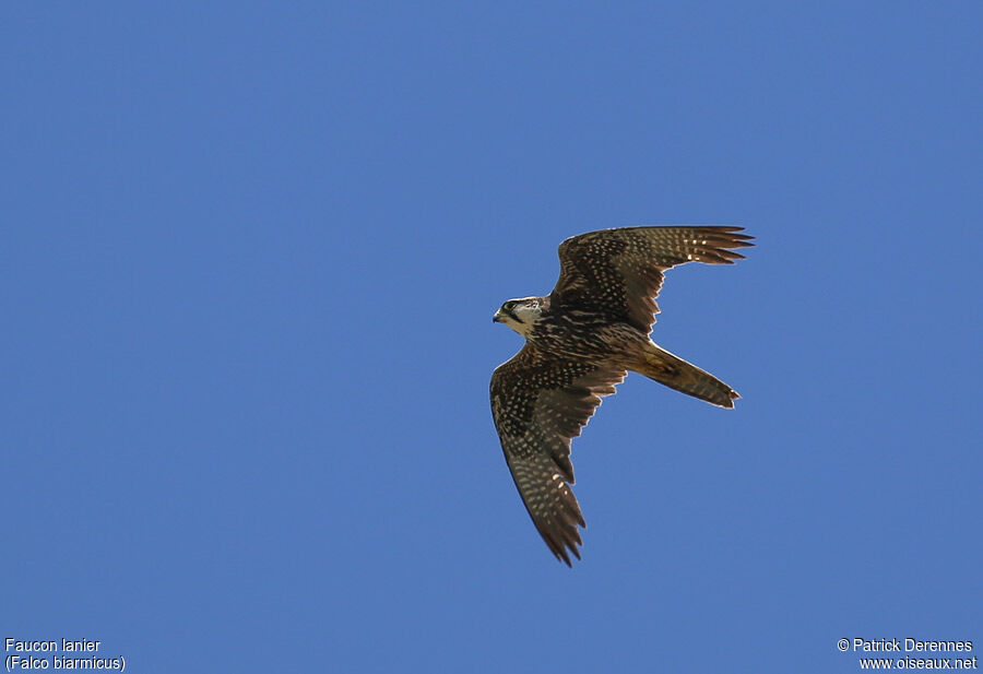 Lanner Falconadult, Flight