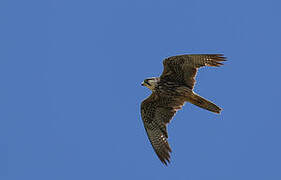 Lanner Falcon